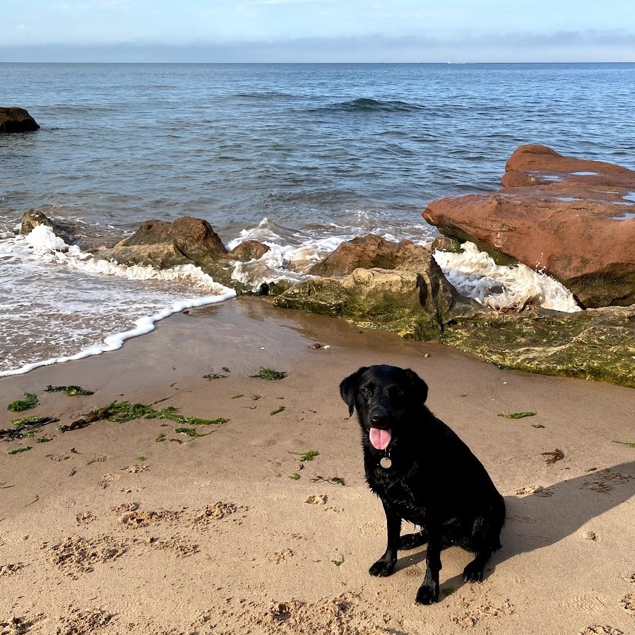 Black Labrador retriever on Exmouth beach